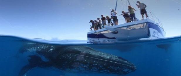 Blue Dolphin | Queensland Bookings